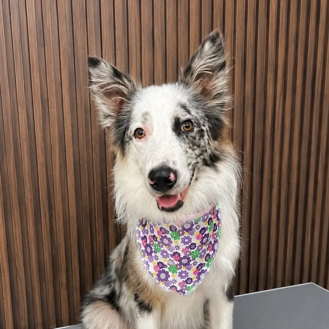 Border collie blanco y negro con bandana morada de flores, sentado en la mesa