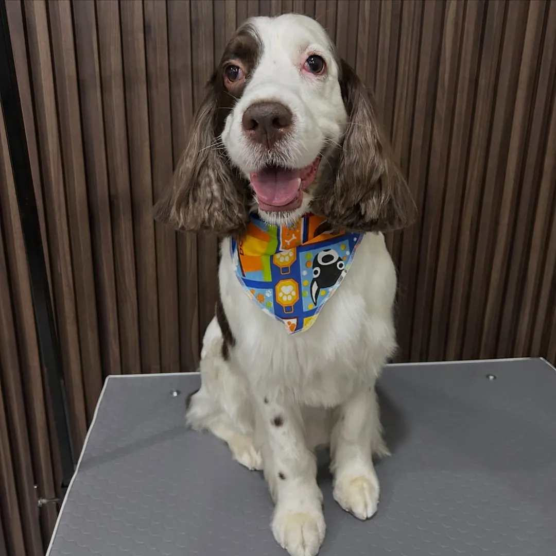Cocker spaniel café y blanco con bandana de colores, sentado en la mesa de estética