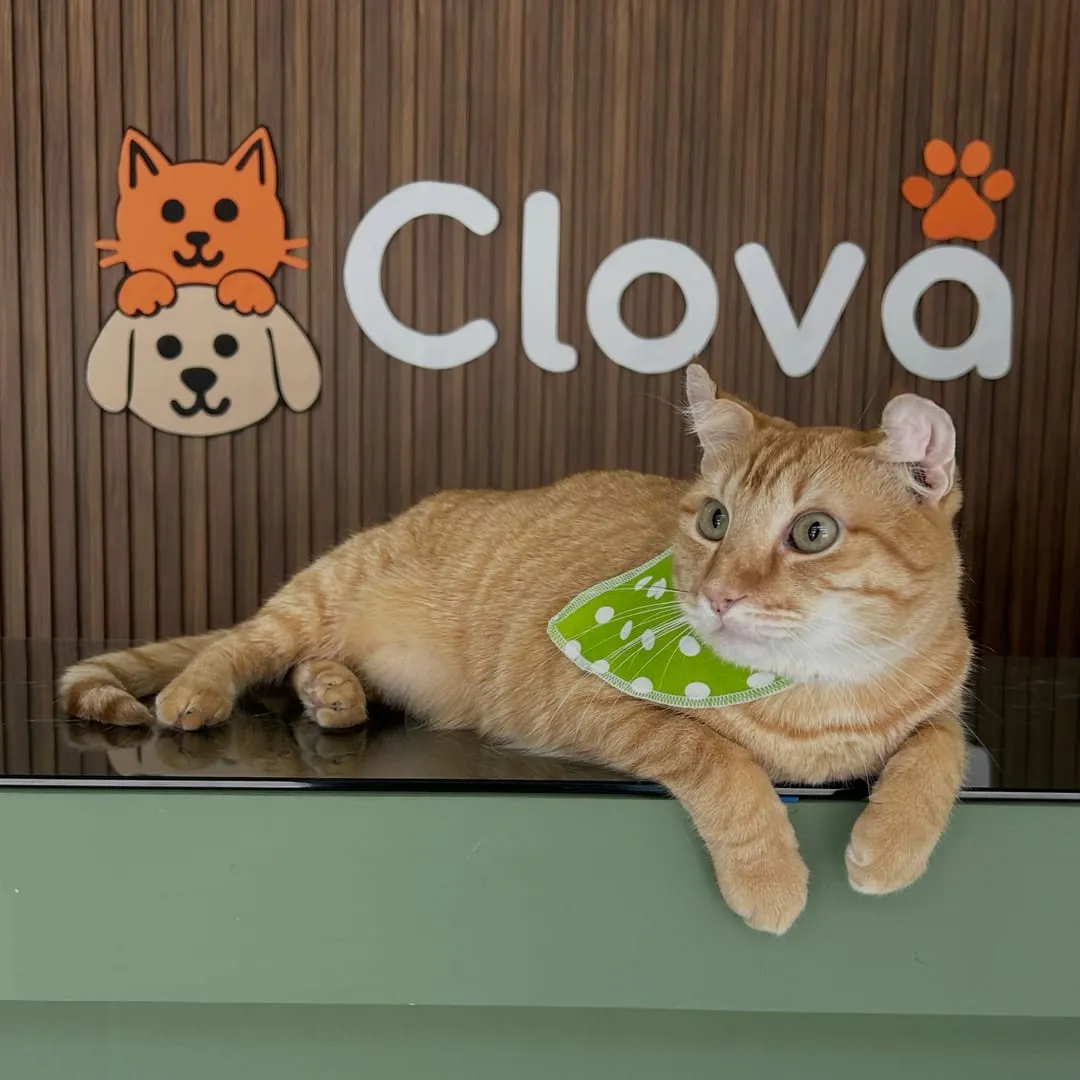 Gato naranja atigrado con bandana verde de lunares, echado frente al muro de Clova