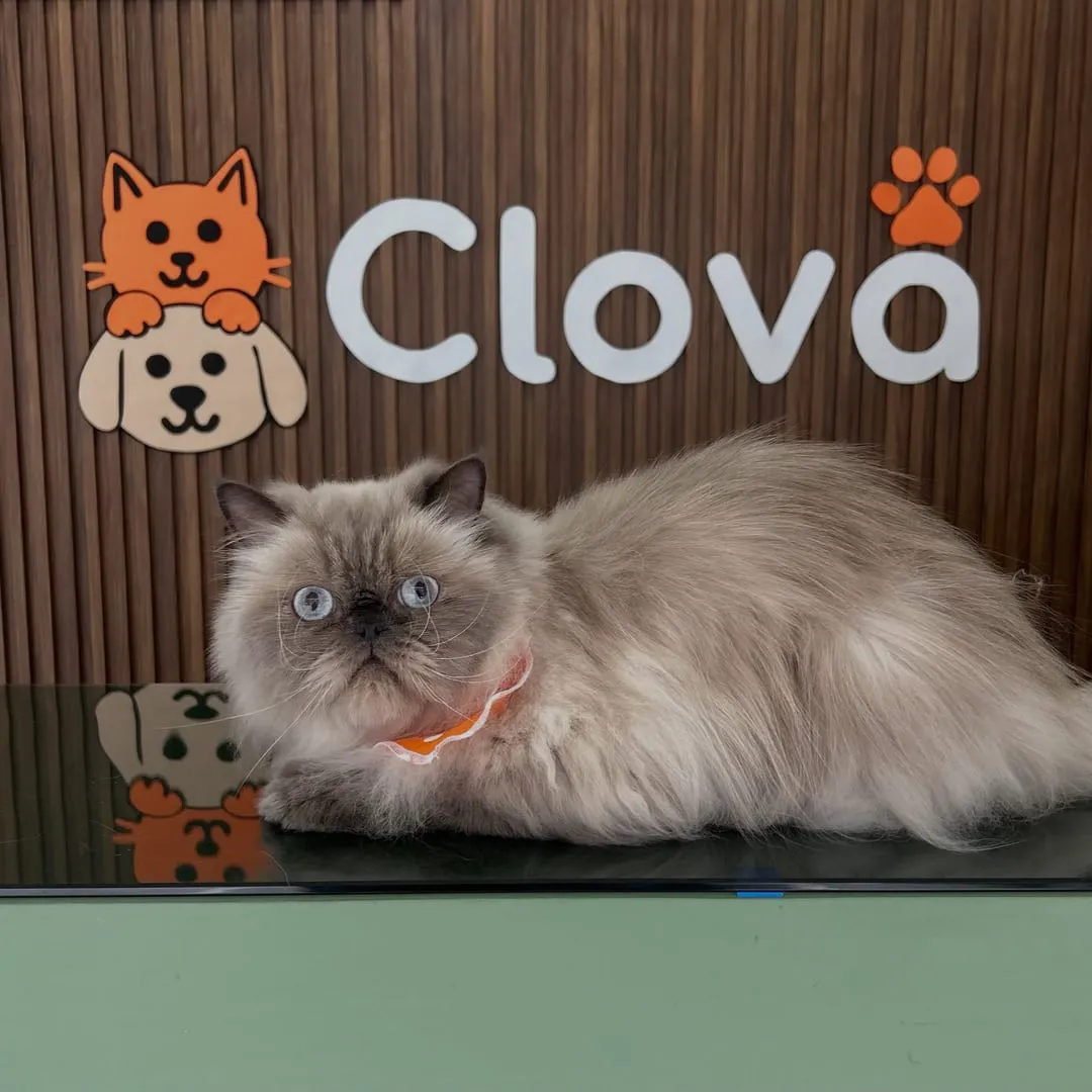 Gato persa de pelo largo gris y crema, con collar naranja, echado frente al muro de Clova