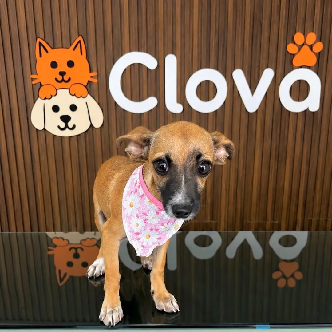 Perro mestizo café con bandana rosa de flores, de pie sobre la mesa de estética