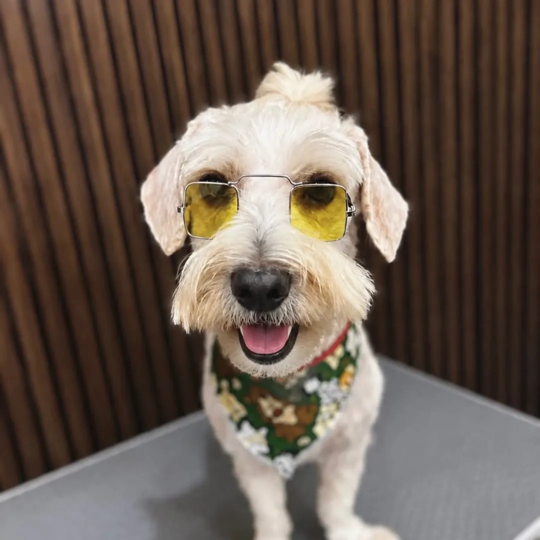 Perro blanco de pelo rizado con gafas de sol amarillas y bandana estampada, de pie en la mesa