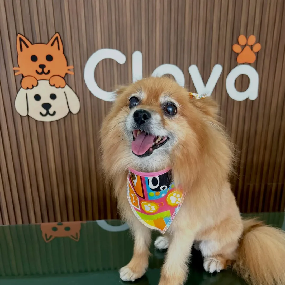 Pomerania color crema con bandana de colores, sentado en la mesa de estética