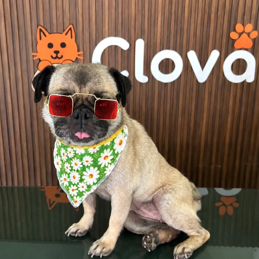 Pug beige con gafas de sol rojas y bandana de margaritas, sentado frente al muro de Clova