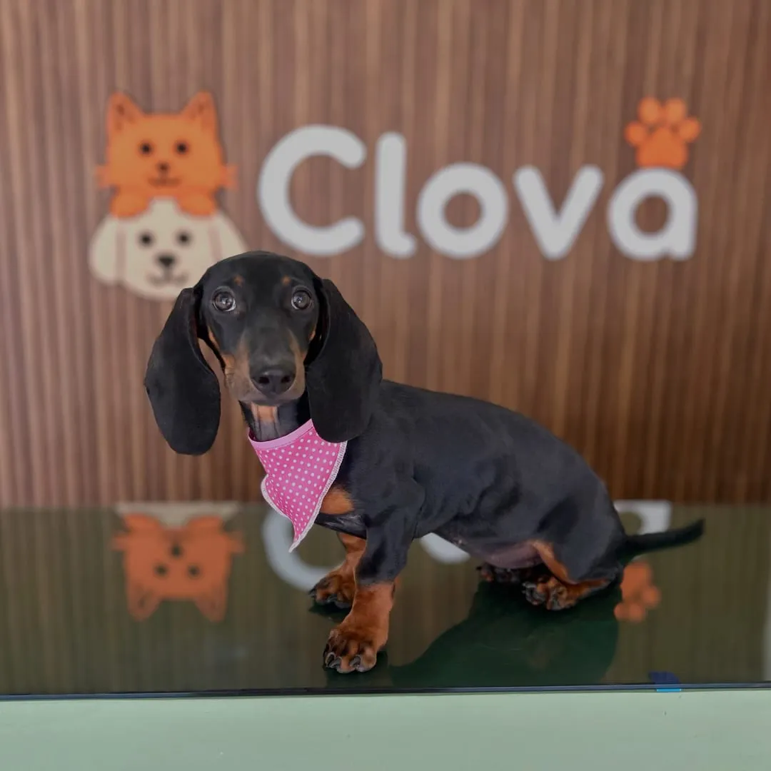 Perro salchicha negro y fuego con bandana rosa, sobre la mesa frente al muro de Clova