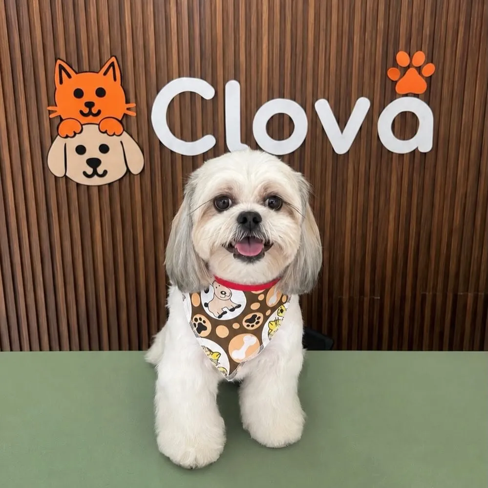 Shih tzu blanco y gris con bandana estampada, frente al muro de Clova