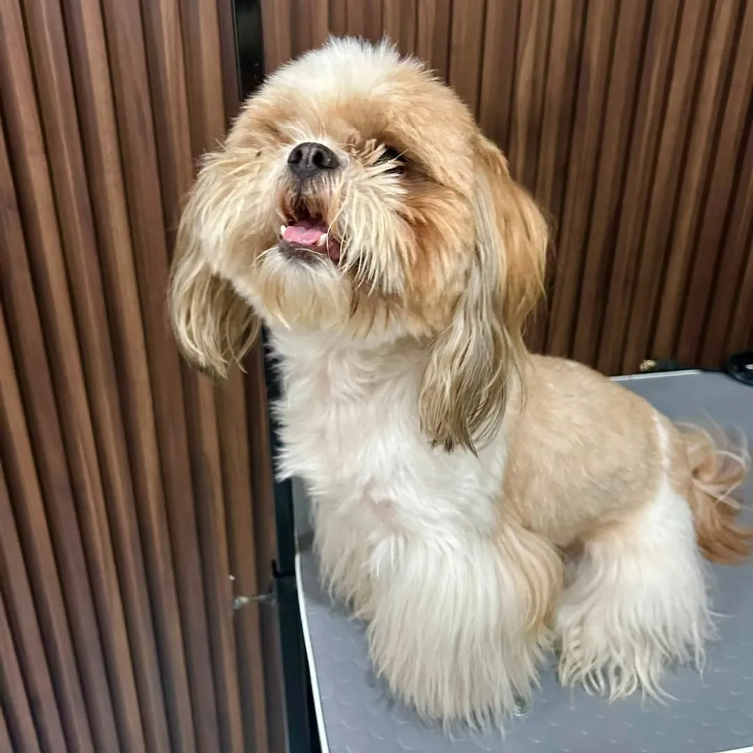 Shih tzu color crema con el pelo cepillado, sentado en la mesa de estética