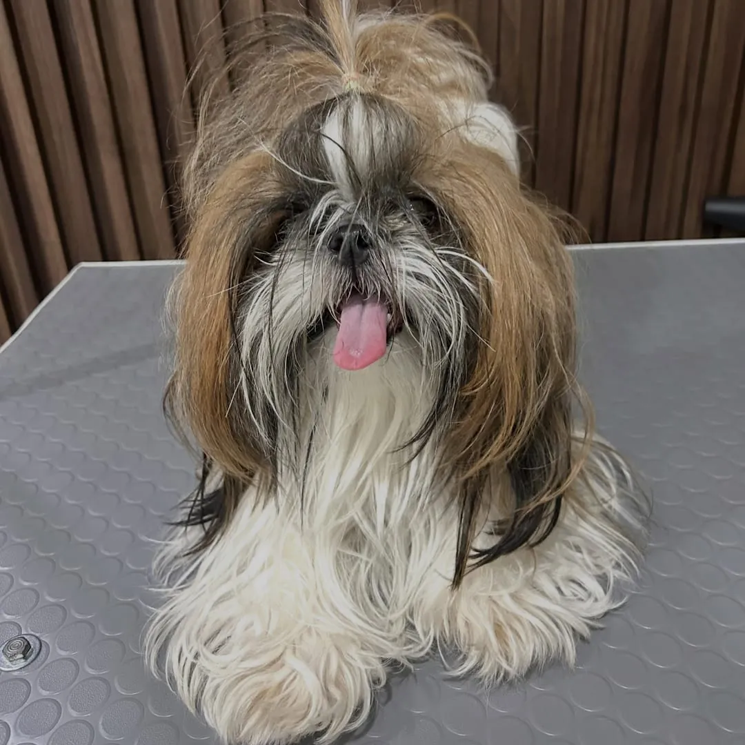 Shih tzu tricolor con el copete recogido, sentado en la mesa de estética